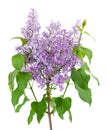 Lilac flowers with leaves isolated on white background. Clipping path. Syringa vulgaris flower. Royalty Free Stock Photo