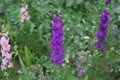 Lilac flowers look like candles.