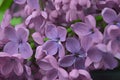 Lilac flowers macro composition Royalty Free Stock Photo