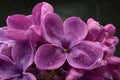 Lilac flowers macro composition Royalty Free Stock Photo