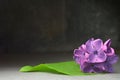 Lilac flowers macro composition Royalty Free Stock Photo