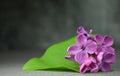 Lilac flowers macro composition Royalty Free Stock Photo