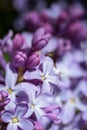 Lilac flowers, macro shot. Purple, violet, lilac abstract background.