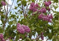 Lilac Flowers Opening Against Blue Sky and Clouds Royalty Free Stock Photo