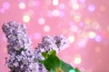 Lilac flowers on pink pastel background with shiny bokeh lights Royalty Free Stock Photo