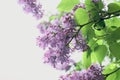 Lilac flowers. Purple flowers, green leaves