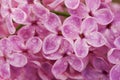 Lilac flowers after rain, close up.