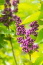 lilac flowers rich bright color and green leaves
