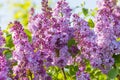Lilac flowers Royalty Free Stock Photo