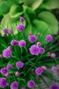 Lilac flowers of shallots on a background of bright green hosta leaves