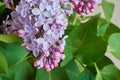 Lilac flowers Royalty Free Stock Photo