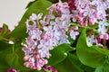 Lilac flowers