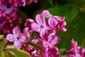 Lilac flowers