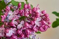 Lilac flowers