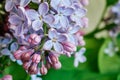 Lilac flowers Royalty Free Stock Photo