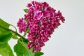 Lilac flowers Royalty Free Stock Photo