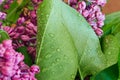 Lilac flowers