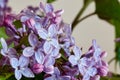 Lilac flowers