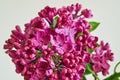 Lilac flowers