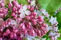 Lilac flowers