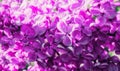 Lilac flowers, spring lilac flower background with lilac bush blooming in the sunny spring garden