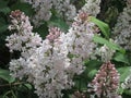 Lilac flowers - Stock Photo Royalty Free Stock Photo