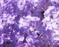 Lilac flowers - Stock Photo Royalty Free Stock Photo