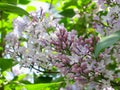 Lilac flowers - Stock Photo Royalty Free Stock Photo