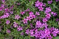 Lilac flowers of styloid phlox in spring in the garden