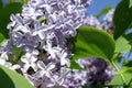 Lilac Royalty Free Stock Photo