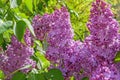 Lilac flowers10