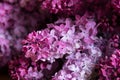 Lilac flowers - syringa vulgaris, beautiful violet - pink blossoms flower plant. Purple Eurasian shrub of the olive family Royalty Free Stock Photo