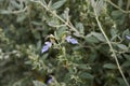 Teucrium fruticans lavender flowers Royalty Free Stock Photo