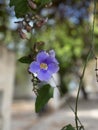 Lilac flowers of the Thunbergia grandiflora plant