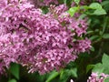 Lilac flowers and tree in the garden Royalty Free Stock Photo