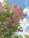 lilac flowers under the warm spring sun, the blue sky is covered with clouds Royalty Free Stock Photo