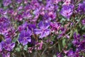 Lilac flowers in unknown location