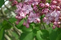 Lilac flowers Royalty Free Stock Photo