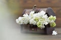 Lilac flowers in wooden chest Royalty Free Stock Photo