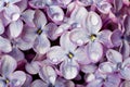 Lilac flowers with water drops. Royalty Free Stock Photo