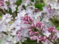 Lilac flowers - Stock Photo Royalty Free Stock Photo