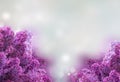 Lilac flowers on white Royalty Free Stock Photo