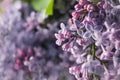 Lilac flowers on whole background, close up Selective focus Royalty Free Stock Photo