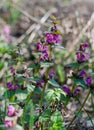 Lilac flowers on a wild plant, warm spring day