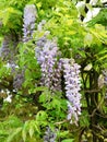 Lilac flowers of wisteria plant. Creeper in spring.