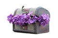 Lilac flowers in wooden chest isolated on white background Royalty Free Stock Photo