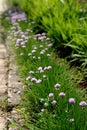 Lilac fluffy flowers on the side of the footpath Royalty Free Stock Photo