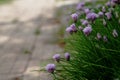 Lilac fluffy flowers on the side of the footpath. Royalty Free Stock Photo