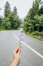 lilac forest bell flower hand winding road background Royalty Free Stock Photo