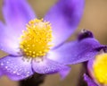 Lilac forest flower close-up Royalty Free Stock Photo